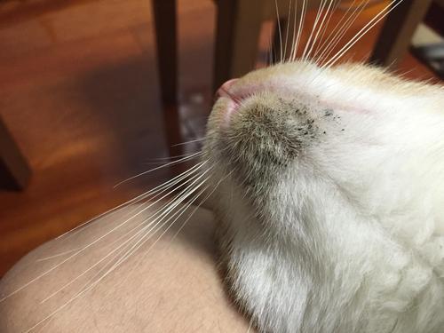 猫咪下巴变黑是得了什么怪病吗？