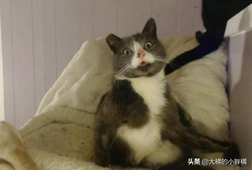 主子刚吃猫粮就吐是怎么回事？