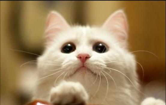 猫咪睡觉睁眼是死透了还是诈尸啊？