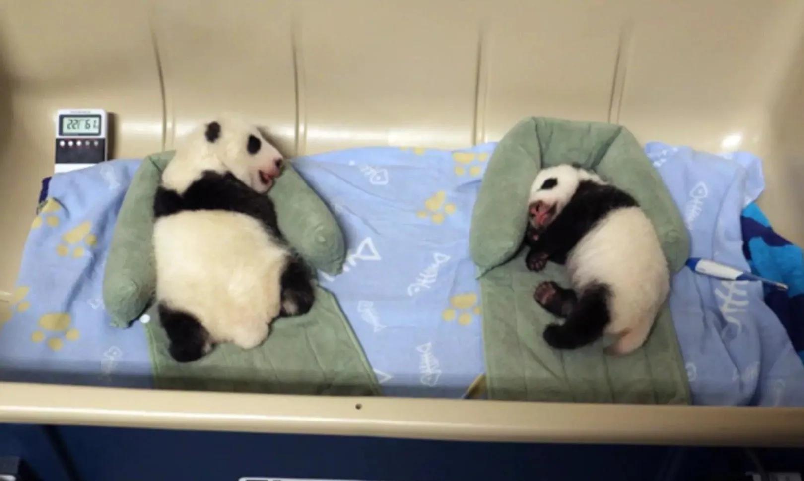 足球场上的致命危险究竟离我们有多近？