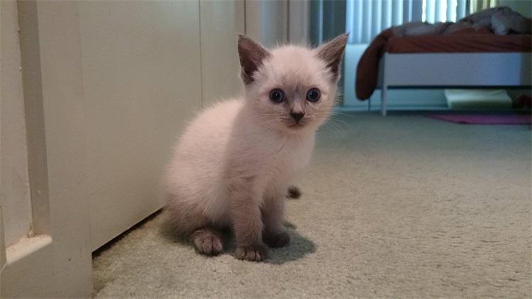 猫咪被打头会脑震荡吗？新手必看的5个保命知识点