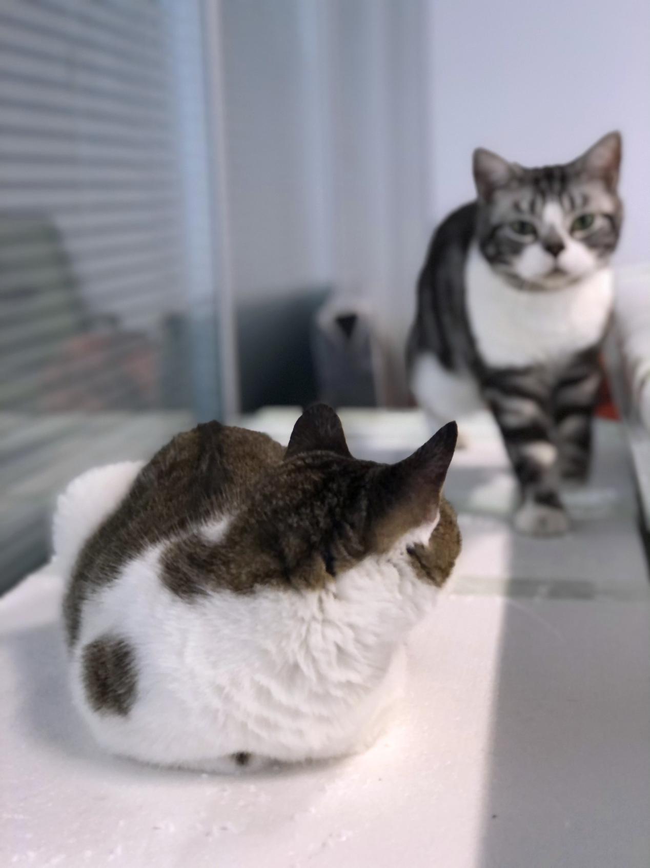 猫咪掉毛满屋飞怎么办？