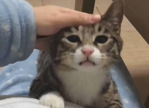 猫咪半夜嚎叫是生病了吗？