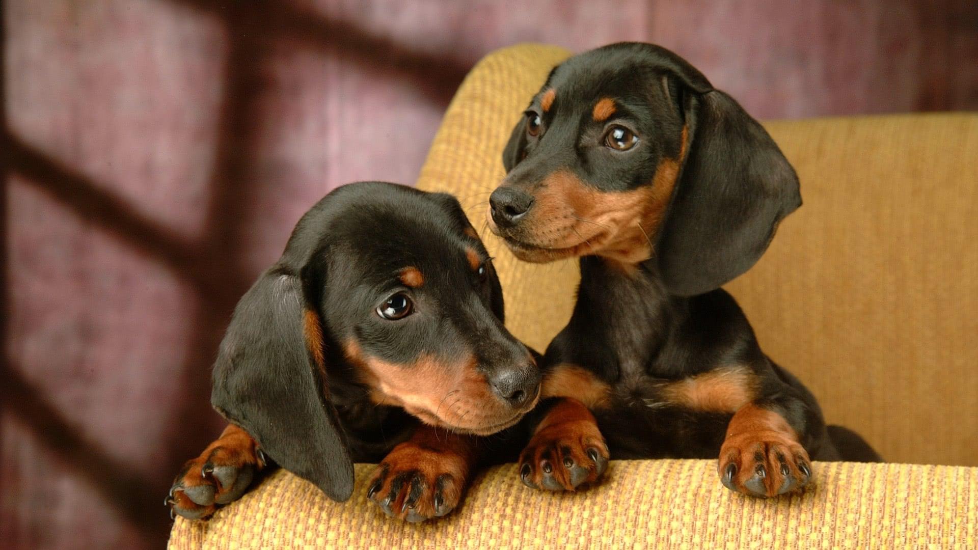 小短腿猫咪真的容易生病吗？