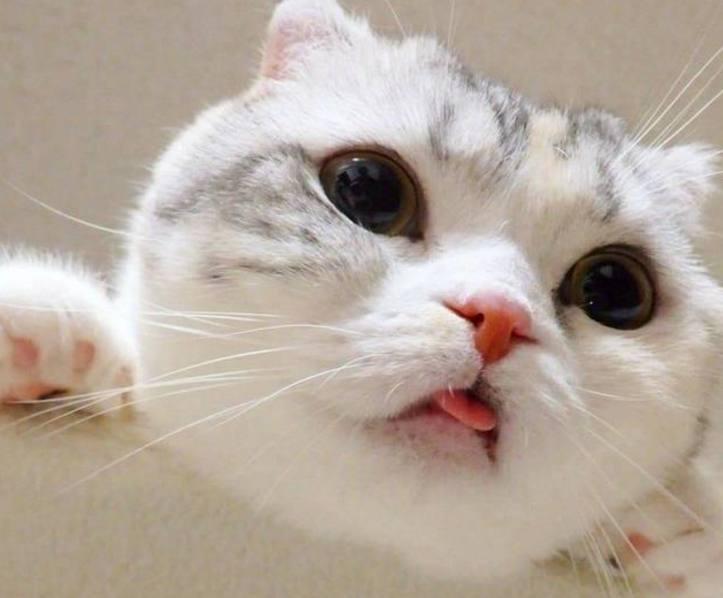 猫咪为啥总爱在厕所蹲坑?这5个秘密铲屎官必须知道 猫咪为啥总爱在厕所蹲坑?这5个秘密铲屎官必须知道