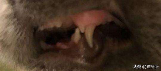 你家小猫突然不爱吃饭？可能正在经历换牙期！