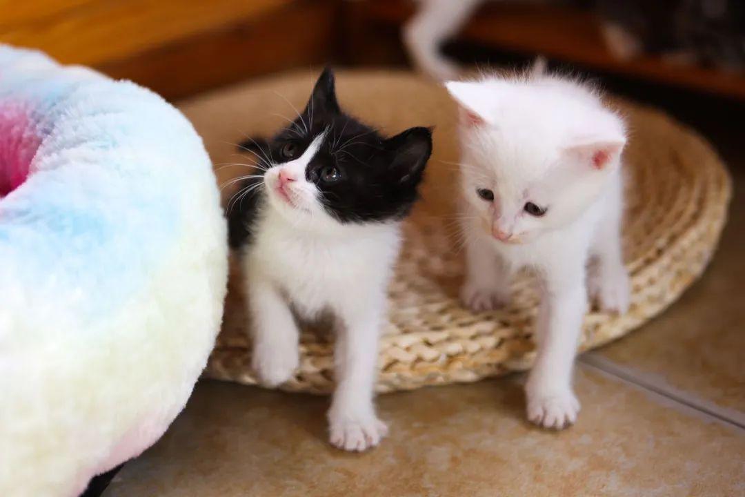 猫咪突然变成 干饭王 ？当心这可能是危险信号！