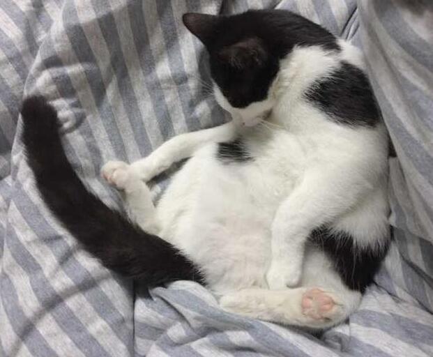 为什么你家猫主子总想从十楼往下跳？