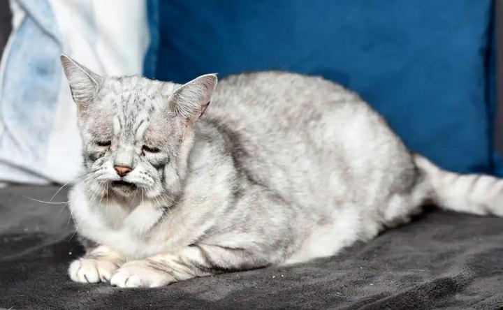 为什么猫咪宝贝是新手DJ的完美入门曲？