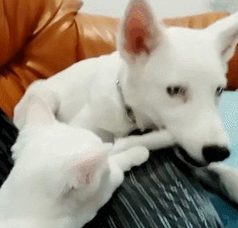 纯白猫咪只有一种吗? 纯白猫咪只有一种吗?