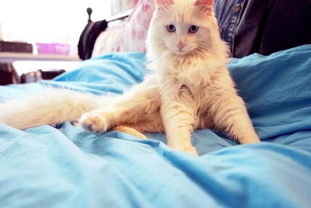 新手如何在猫咪视频APP社区快速找到萌宠同好？