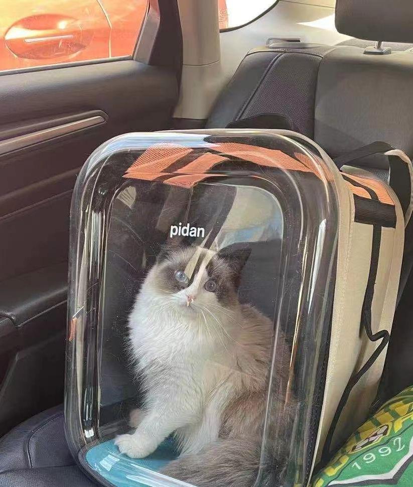 猫咪软便和拉稀到底有啥不一样？