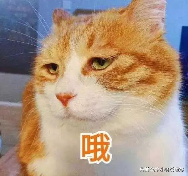 为什么看到可怜猫咪图片就忍不住想转发？