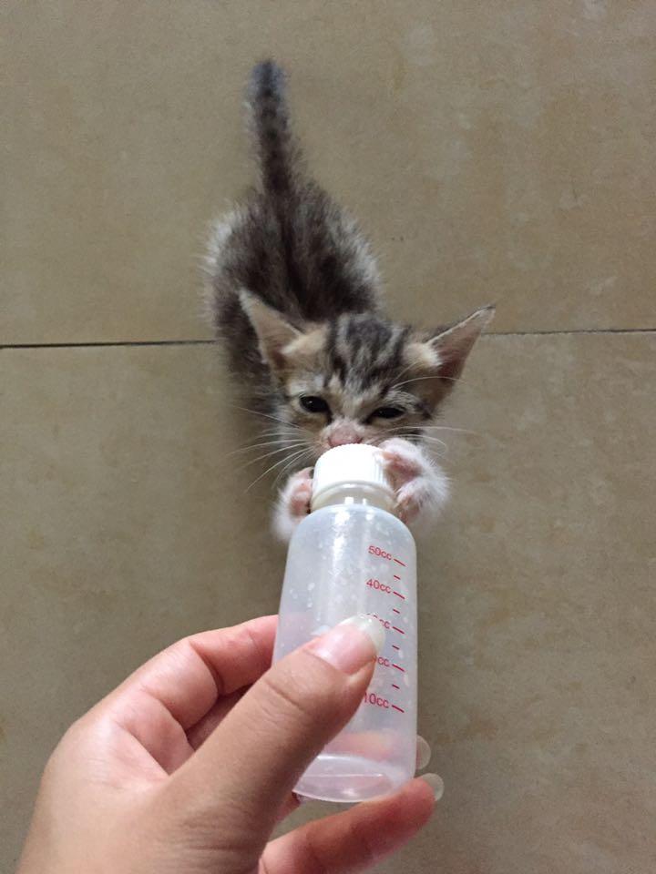 路边捡到的小奶猫怎样才能找到好人家？