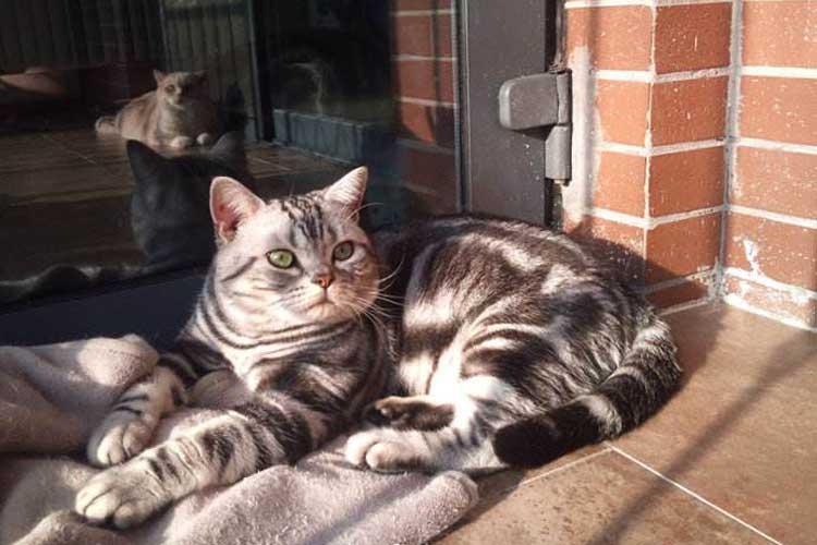 带家猫出门冒险真的靠谱吗？