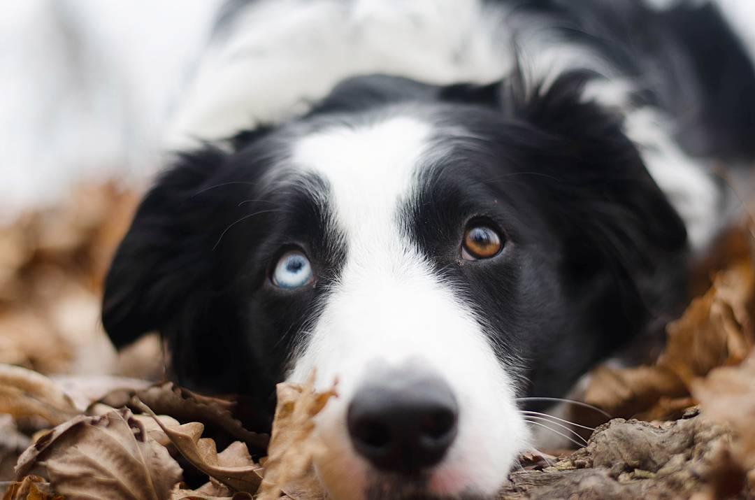 鸳鸯眼猫咪真的会耳聋吗？