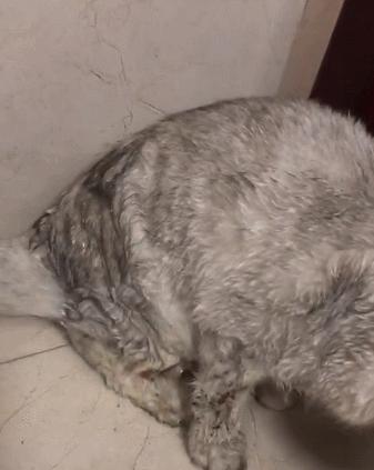 在澳华人论坛到底怎么玩？新手必看防踩坑指南