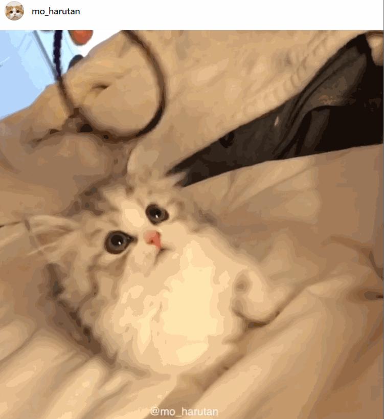 现代社会必知！公司交的社保如何查询？常见方式大揭秘