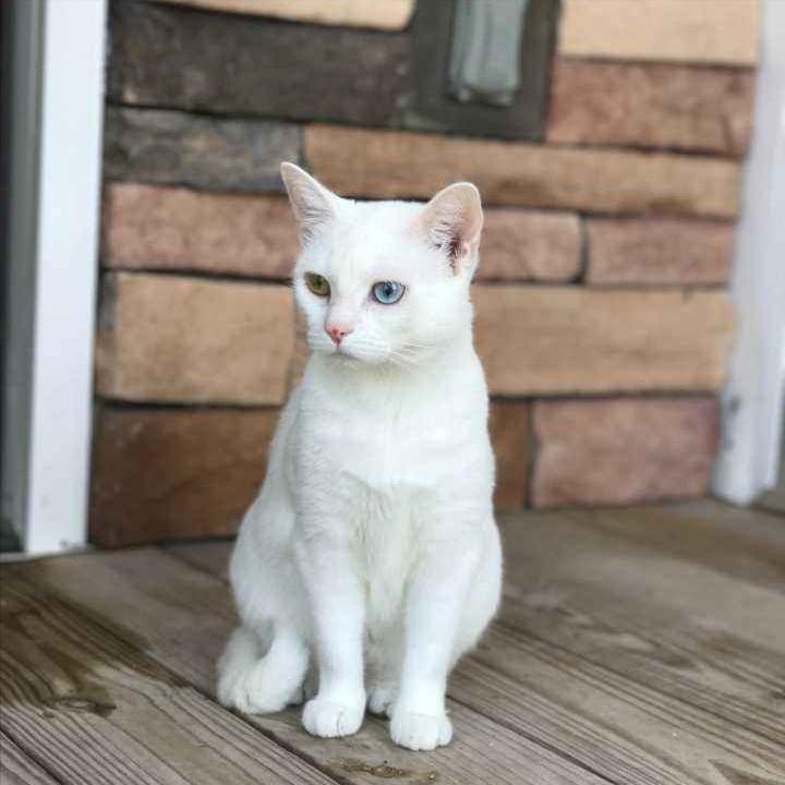 猫咪为啥总爱追着虫子跑？