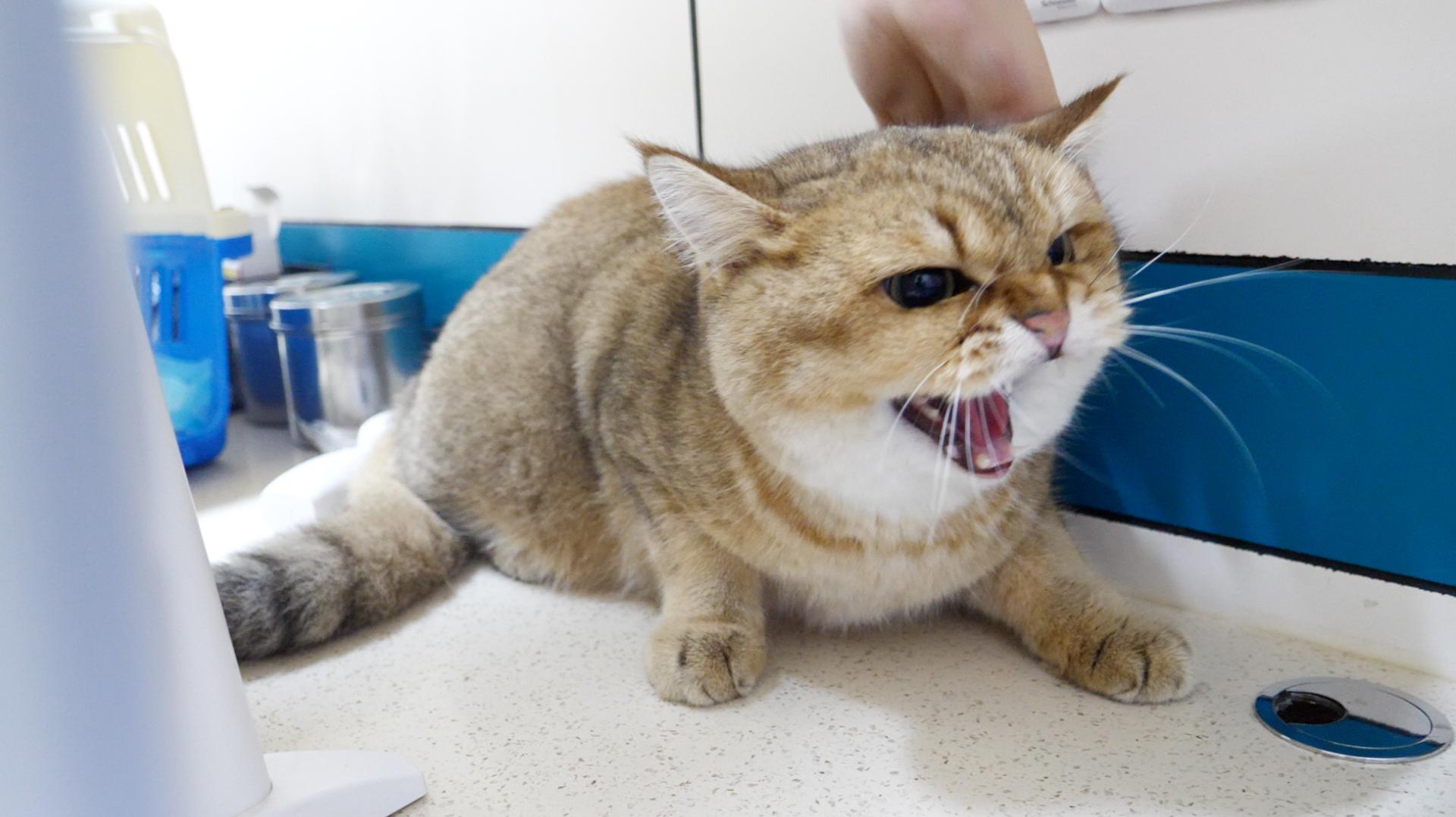 猫咪突然拉稀？新手必看的急救指南