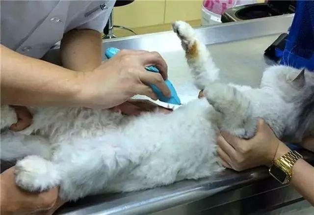 猫咪社区APP官网在线观看到底怎么玩？新手必看避坑指南！