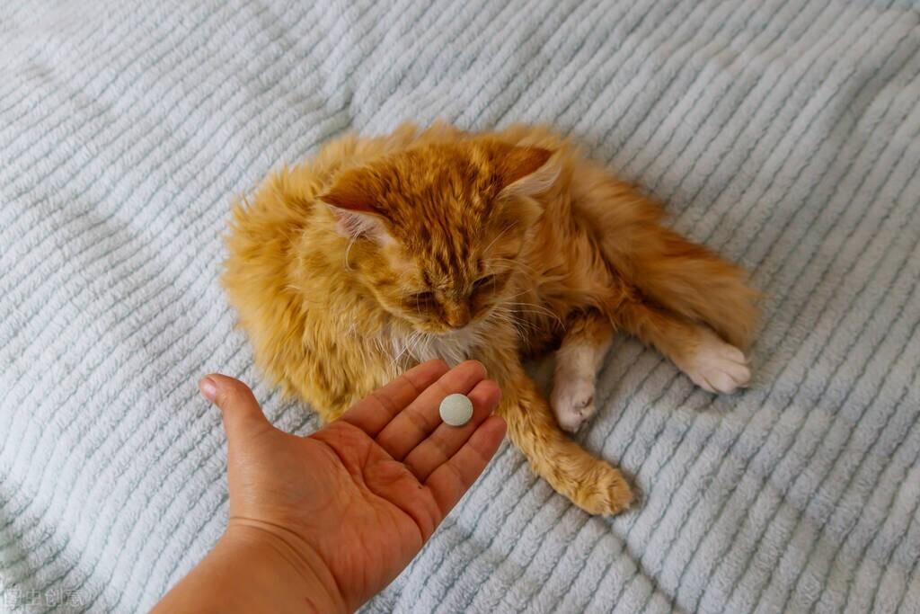 猫咪多大做驱虫才不会出问题? 猫咪多大做驱虫才不会出问题?