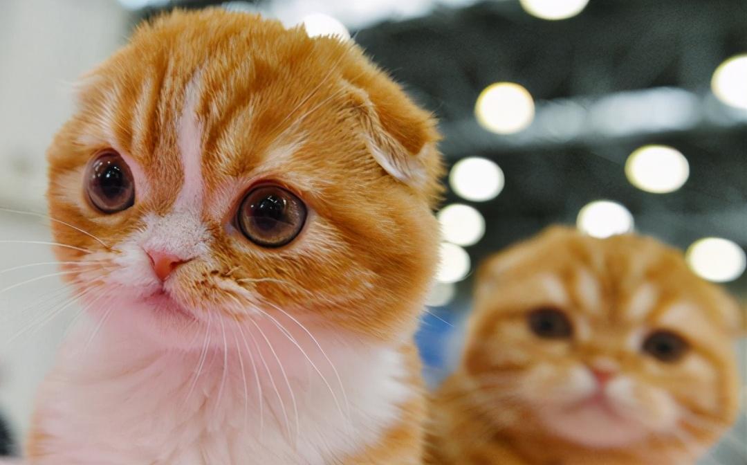 梦见男婴儿拉屎在地上:3大财富预兆与危机破解法 梦见男婴儿拉屎在地上:3大财富预兆与危机破解法