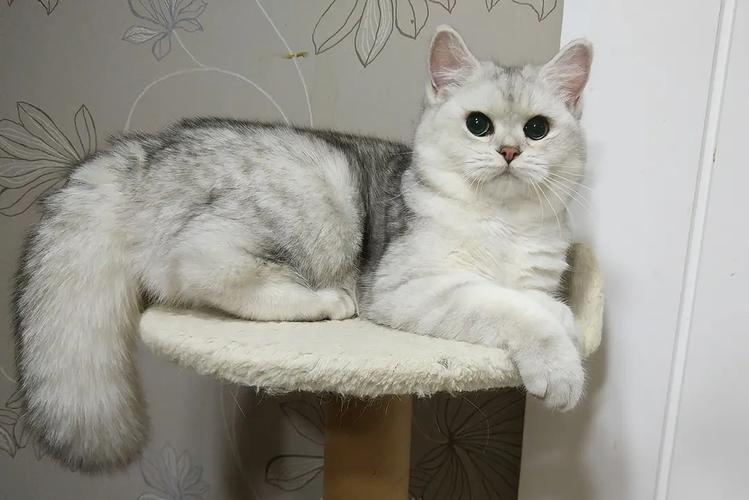 鲁能奥比纳为什么能成中超初代 坦克型前锋 ？