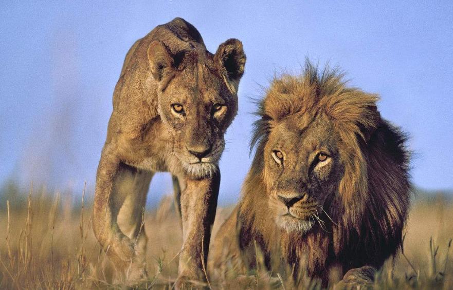 亚洲球队真能踢赢非洲雄狮吗？