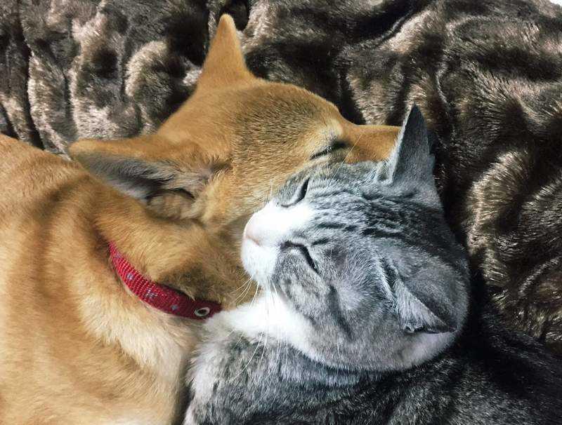 猫咪和狗打架能阻止吗？