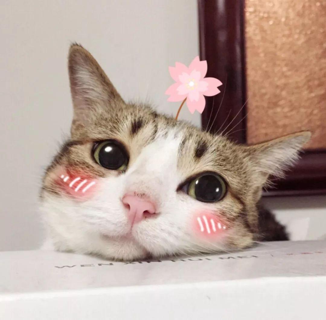 意大利华人论坛网站官网到底怎么用才不踩坑？