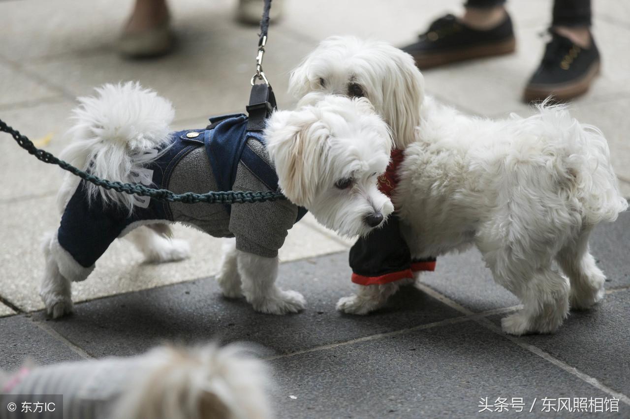 刚来国外的华人怎么找到靠谱组织? 刚来国外的华人怎么找到靠谱组织?