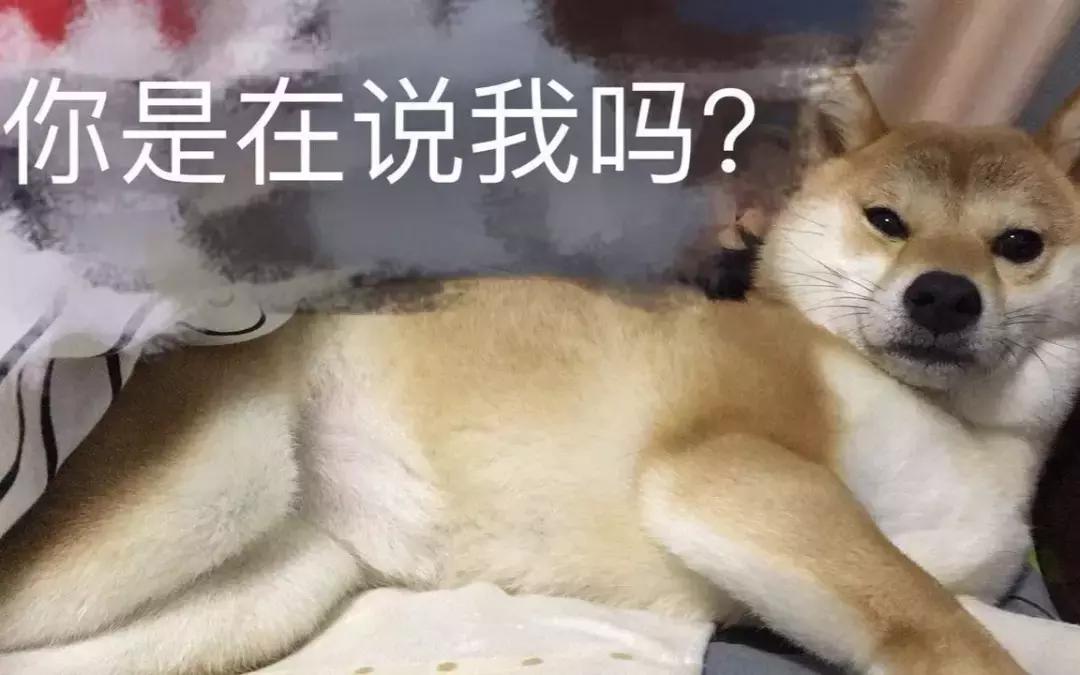 什么样的猫主子头像能镇住朋友圈? 什么样的猫主子头像能镇住朋友圈?