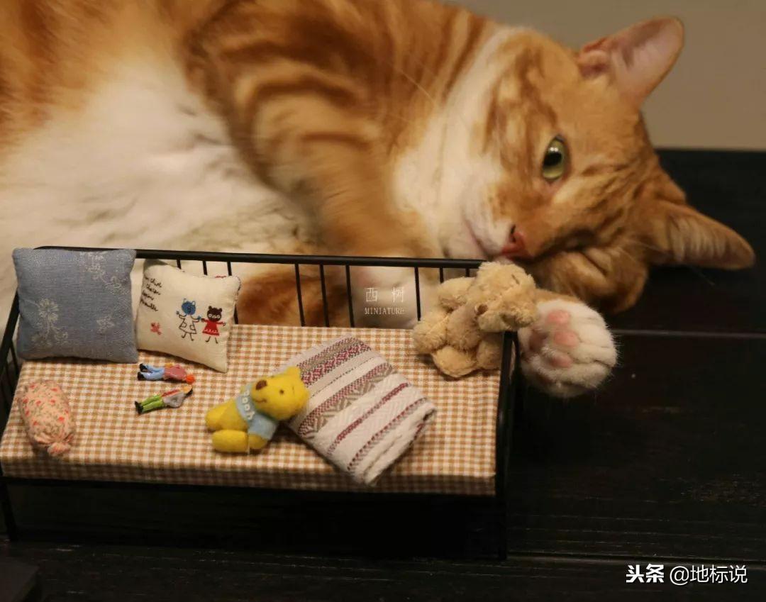 猫咪掉毛太严重？这7招能让家里不再 下雪 吗？