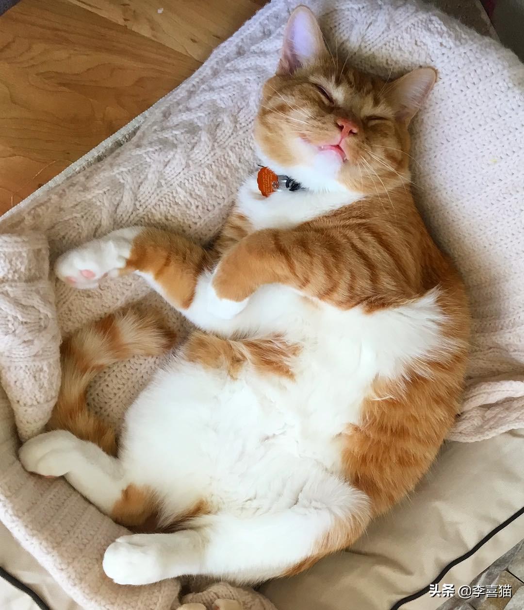 为什么你叫猫咪它总装没听见？