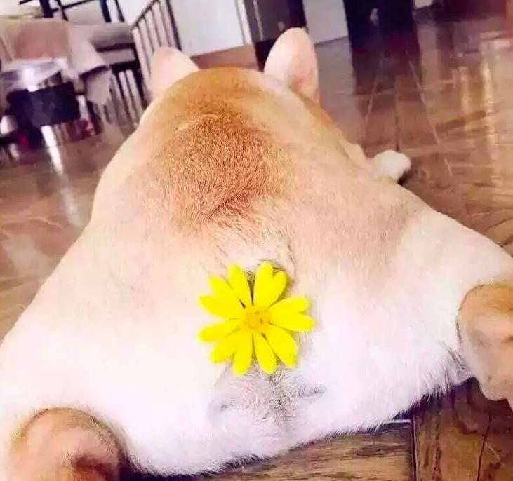 猫咪也会得痔疮吗？这些症状主人都该知道！