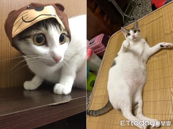 猫咪真的会听音乐吗? 猫咪真的会听音乐吗?
