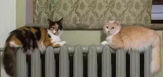 你家猫主子最近总躲着你?可能是这个神器在报警! 你家猫主子最近总躲着你?可能是这个神器在报警!