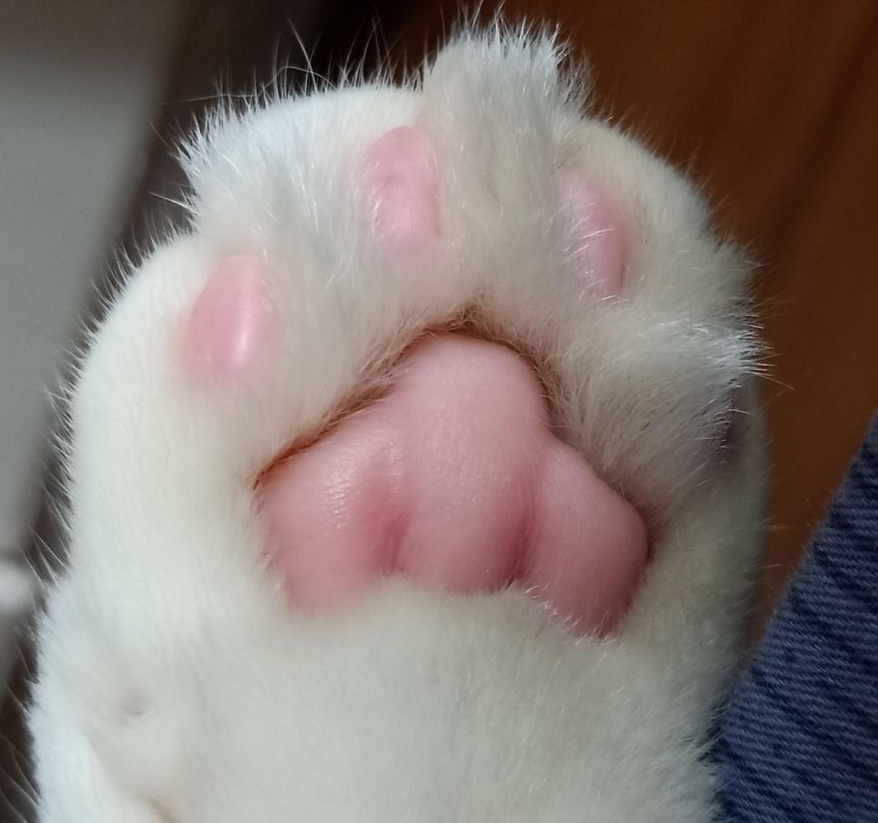 猫咪肉垫形状真的能判断性格吗? 猫咪肉垫形状真的能判断性格吗?