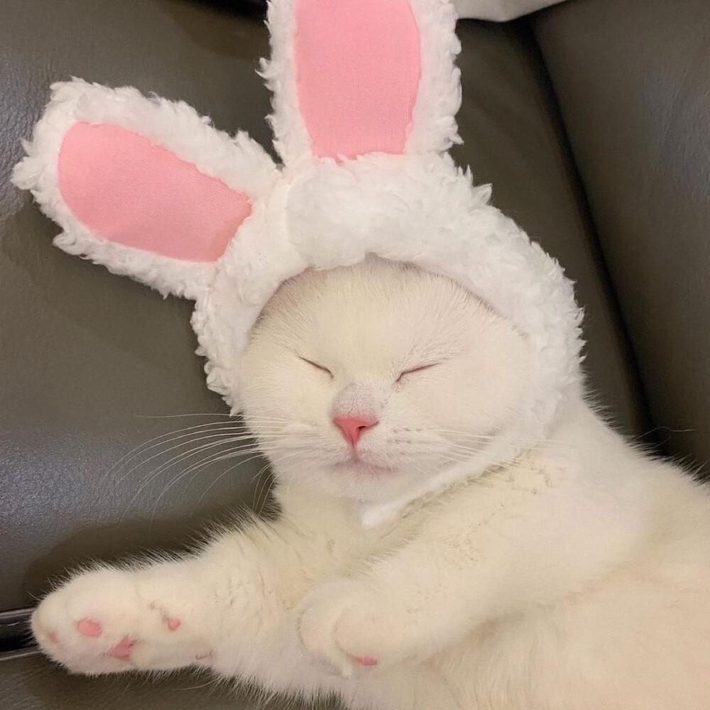 主子屁股擦不得？新手铲屎官必看生存指南！