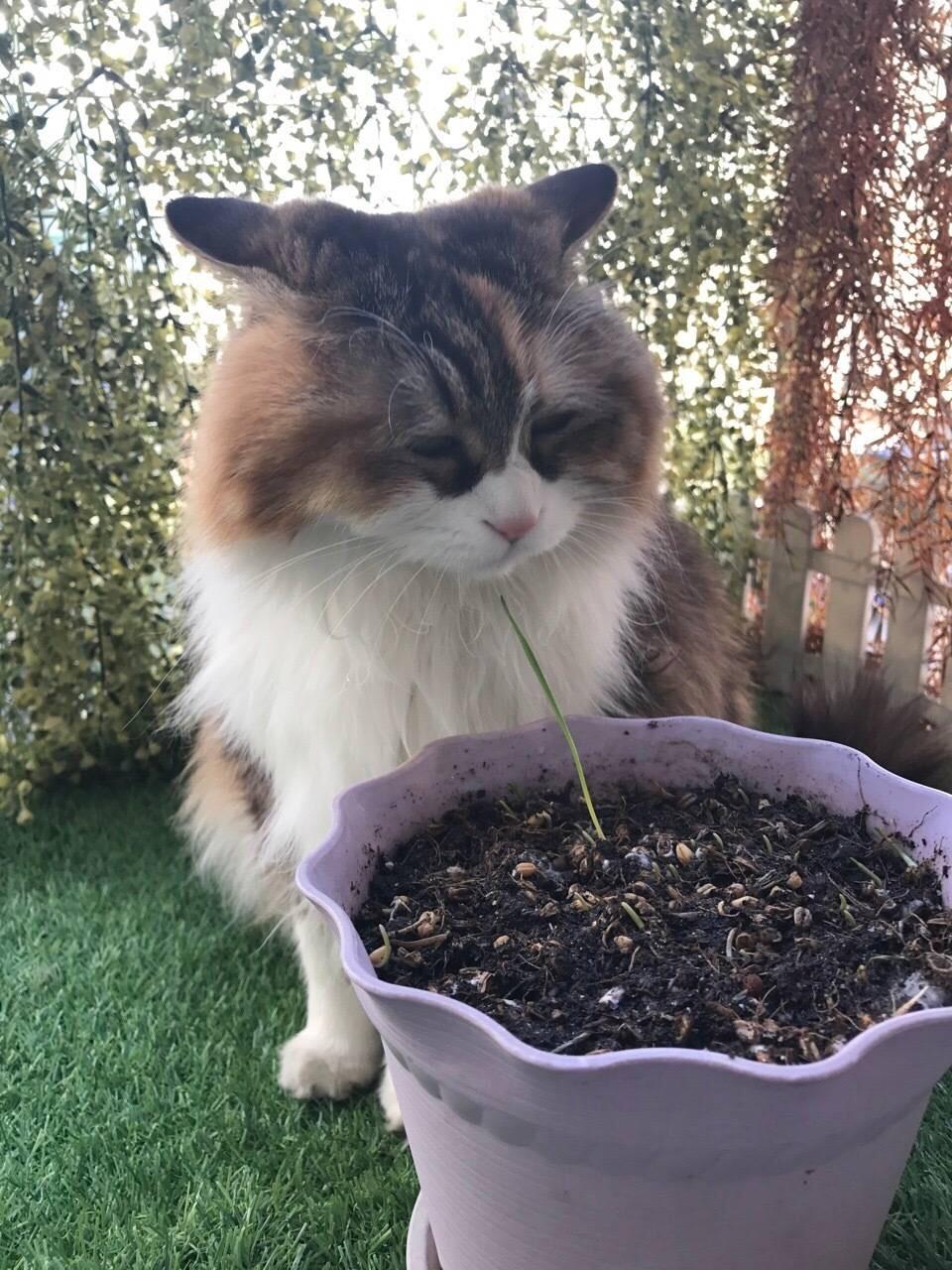 猫主子死活不吃猫草怎么办？