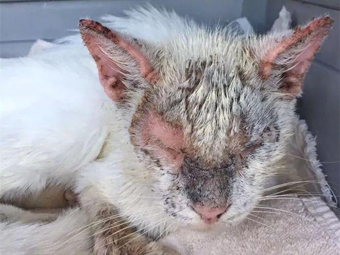 猫咪毛发根部结痂是皮肤病警报吗? 猫咪毛发根部结痂是皮肤病警报吗?