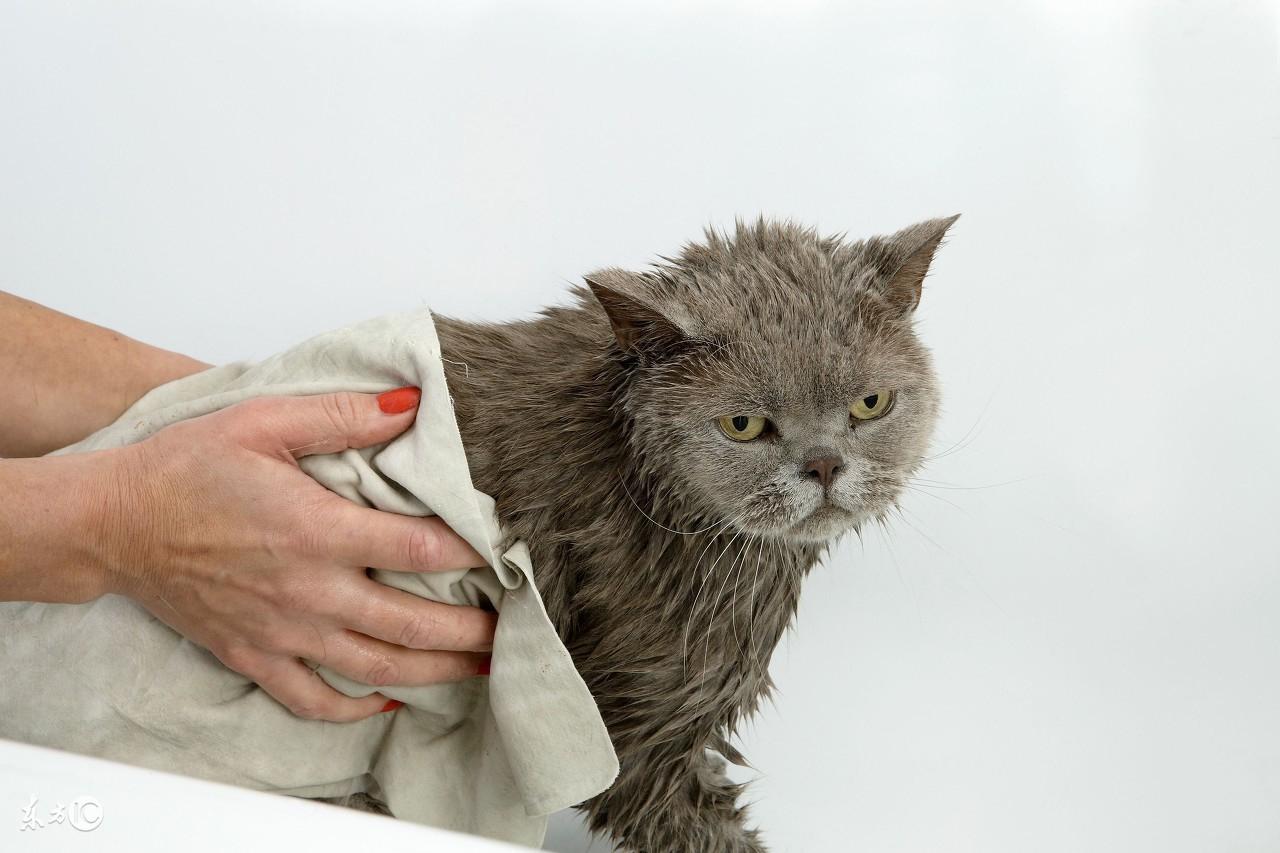 猫咪多大开始吐毛球?这5个信号新手必须知道 猫咪多大开始吐毛球?这5个信号新手必须知道