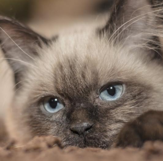 猫咪尿血背后藏着什么致命危险？