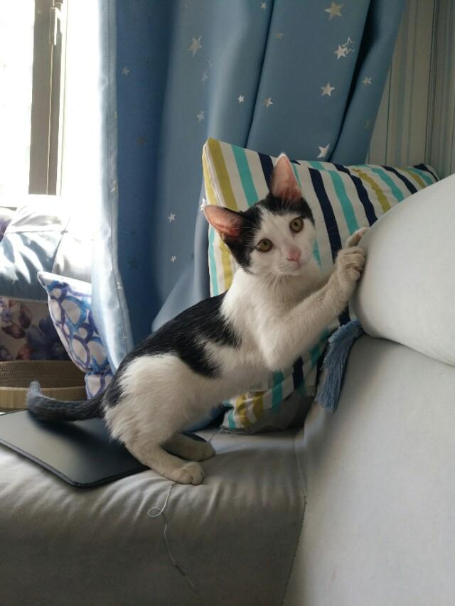 猫咪生了一天还没动静？这正常吗？