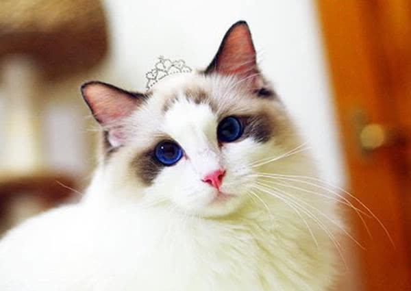 猫咪总挠脸是生病了吗？