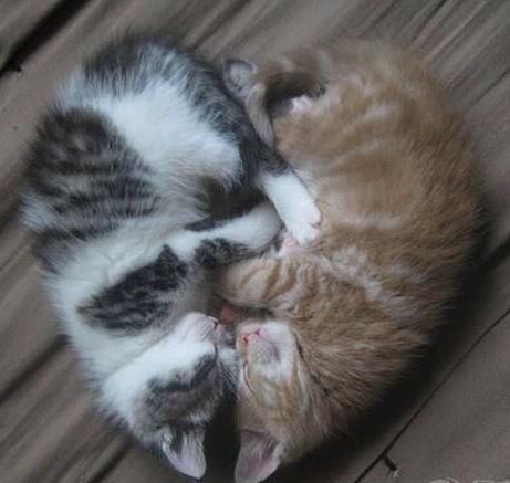 猫咪突然抽搐发抖是脑炎吗？