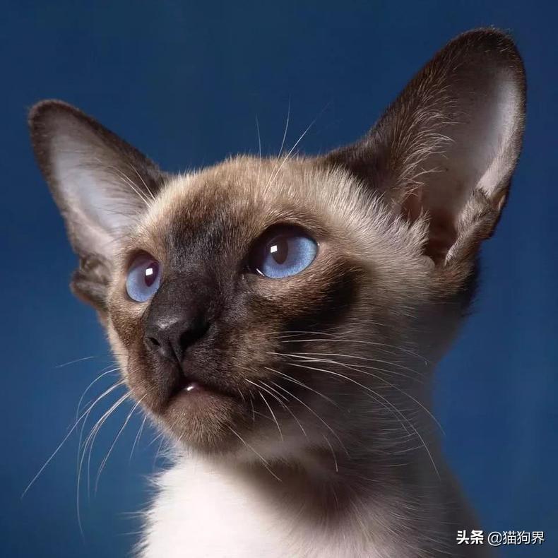 猫咪乱吃东西后如何紧急处理? 猫咪乱吃东西后如何紧急处理?