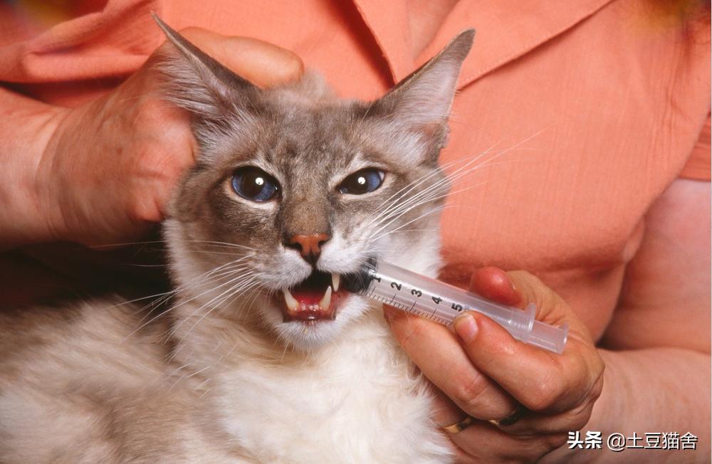 猫咪驱虫后这10件事你做对了吗？