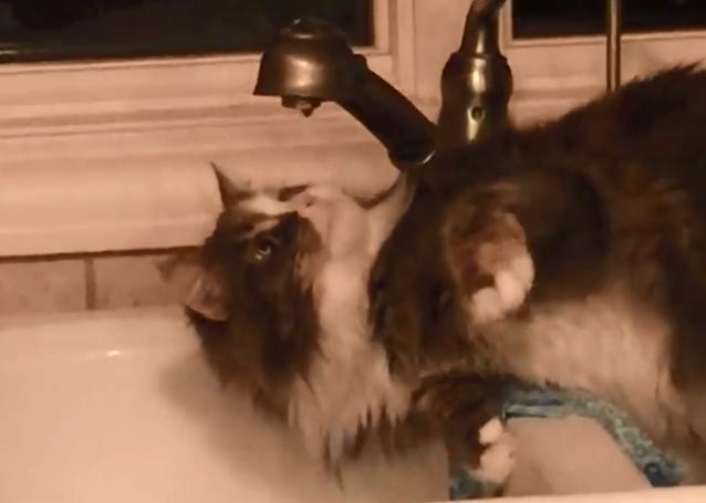 猫咪免费版新手如何三天解锁全图鉴？